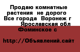 Продаю комнатные растения  не дорого - Все города, Воронеж г.  »    . Ярославская обл.,Фоминское с.